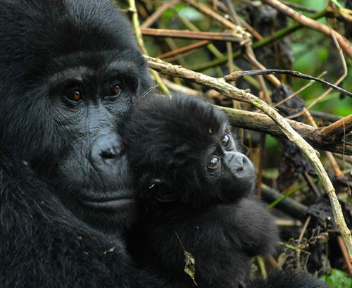 Uganda Gorilla Trekking