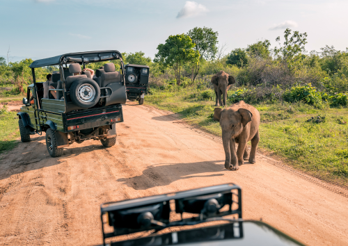 Wildlife Adventure Safari